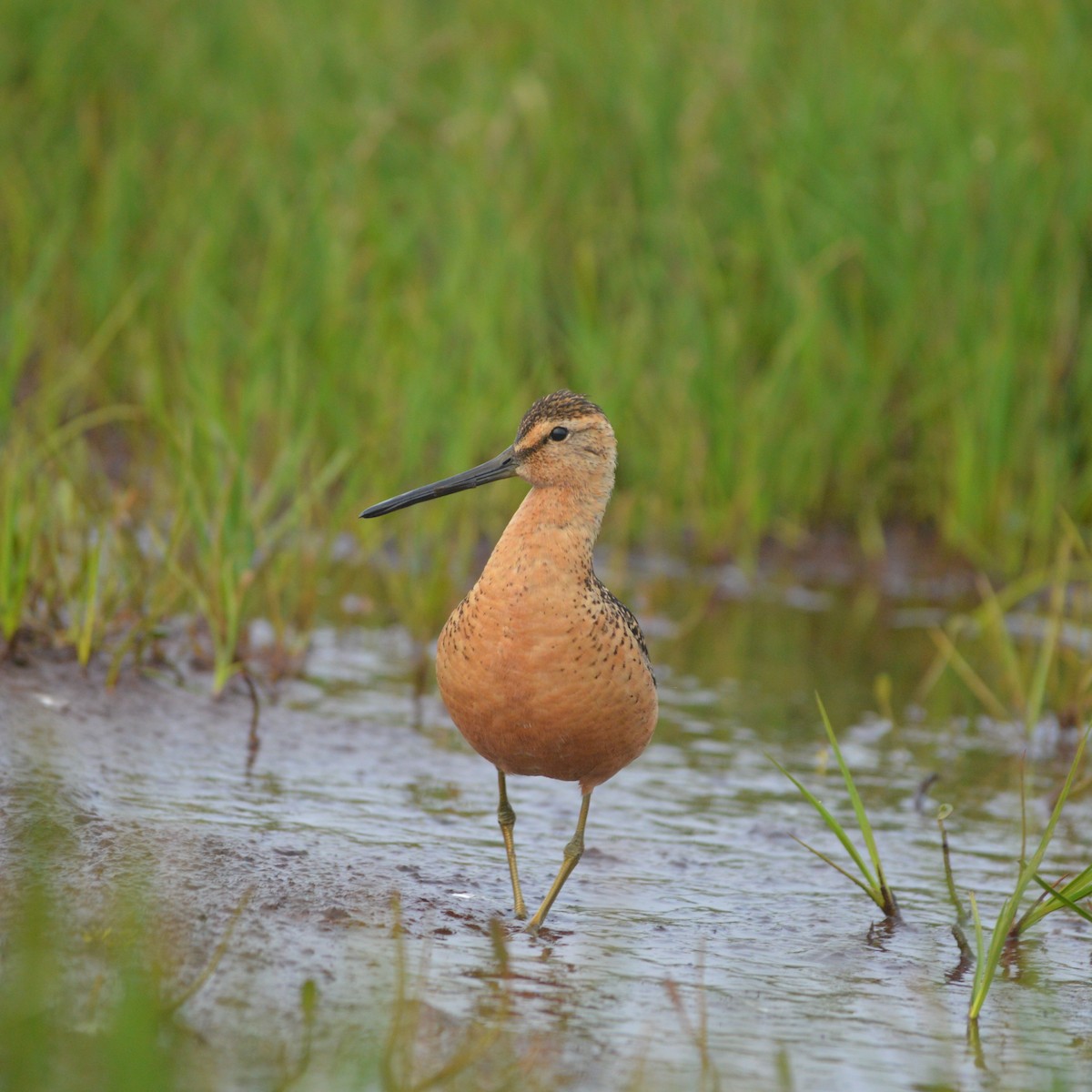 Long-billed Dowitcher - ML244562051