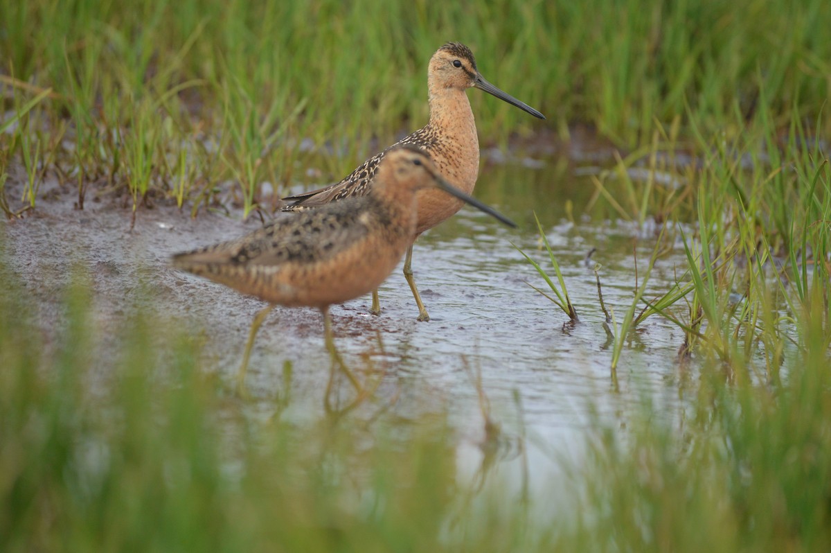 Long-billed Dowitcher - ML244562101