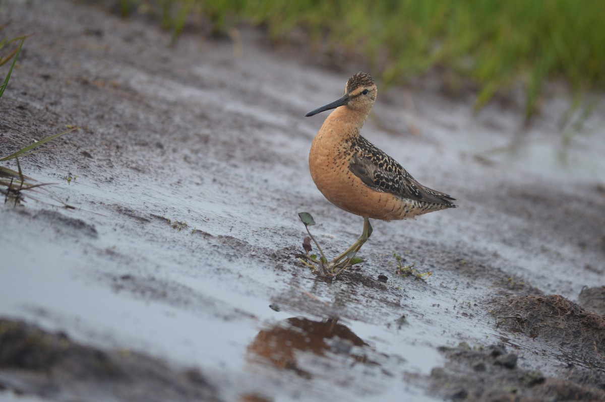 Long-billed Dowitcher - ML244562151