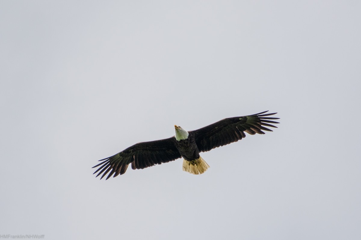 Bald Eagle - ML244563211