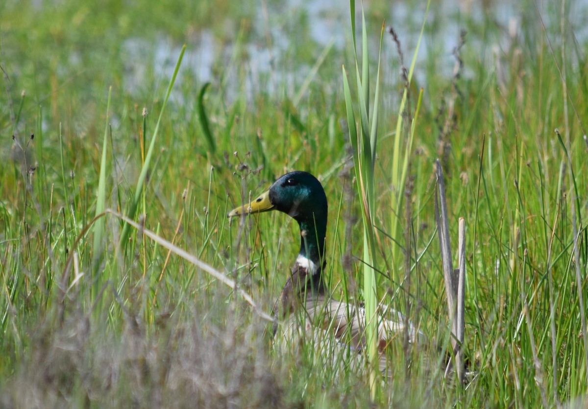 Mallard - ML244563691