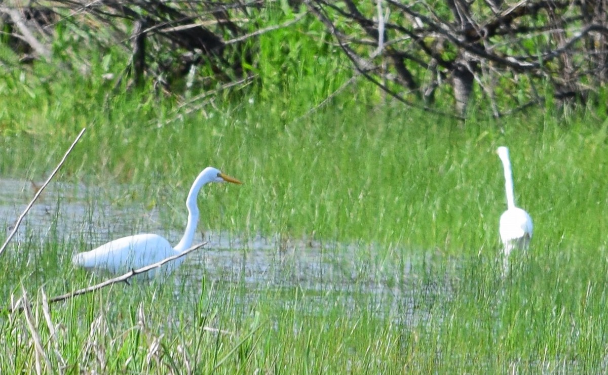 Great Egret - ML244563751