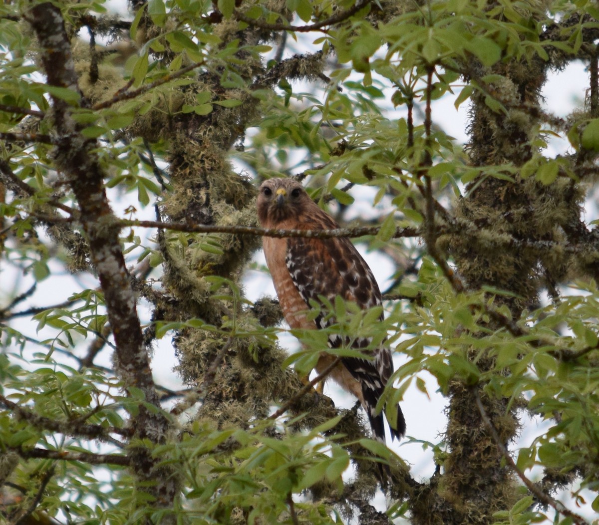 Red-shouldered Hawk - ML244563831