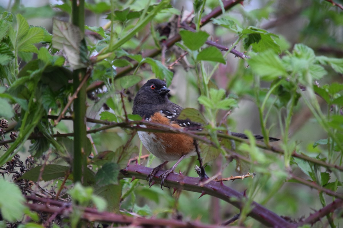 Spotted Towhee - ML244563941