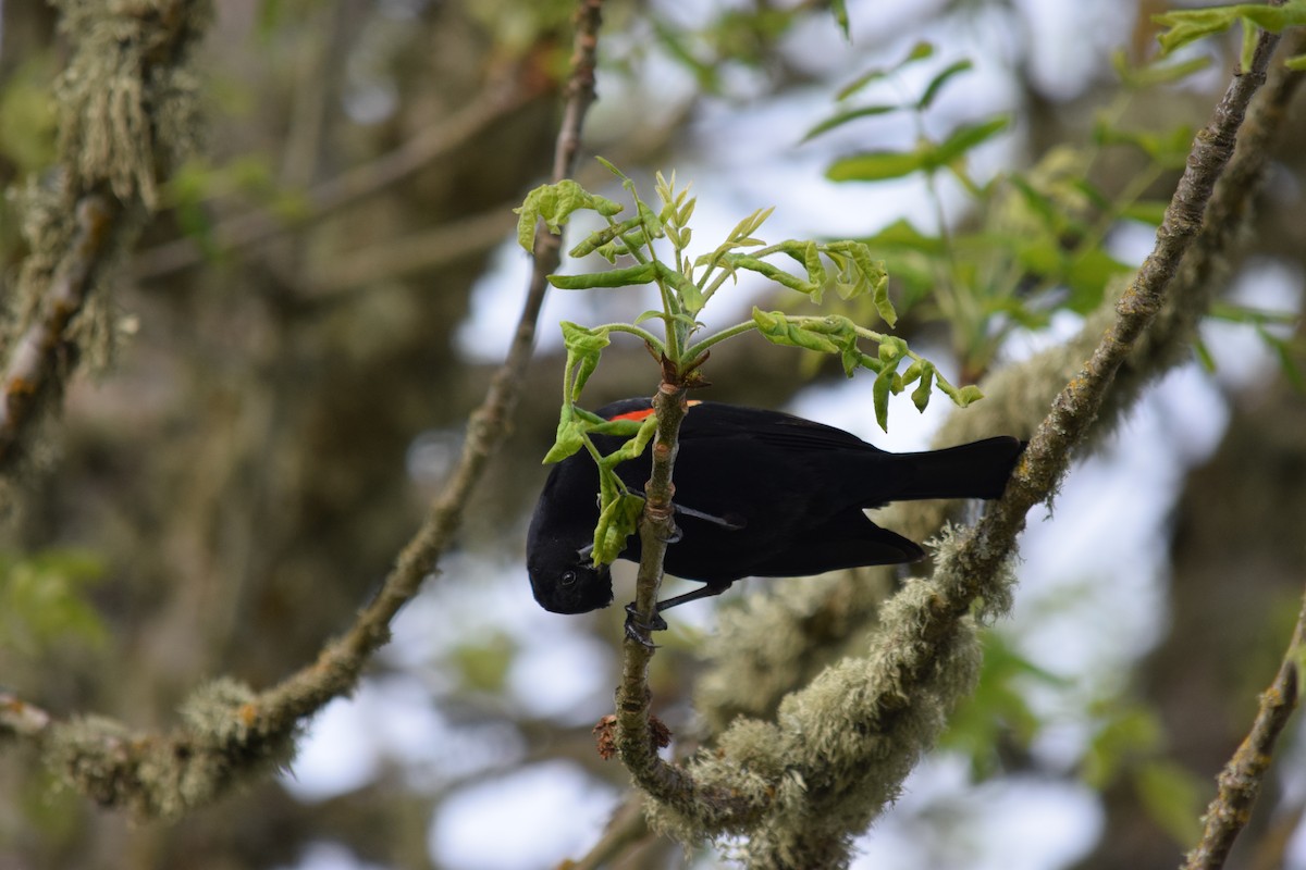 Red-winged Blackbird - ML244564091