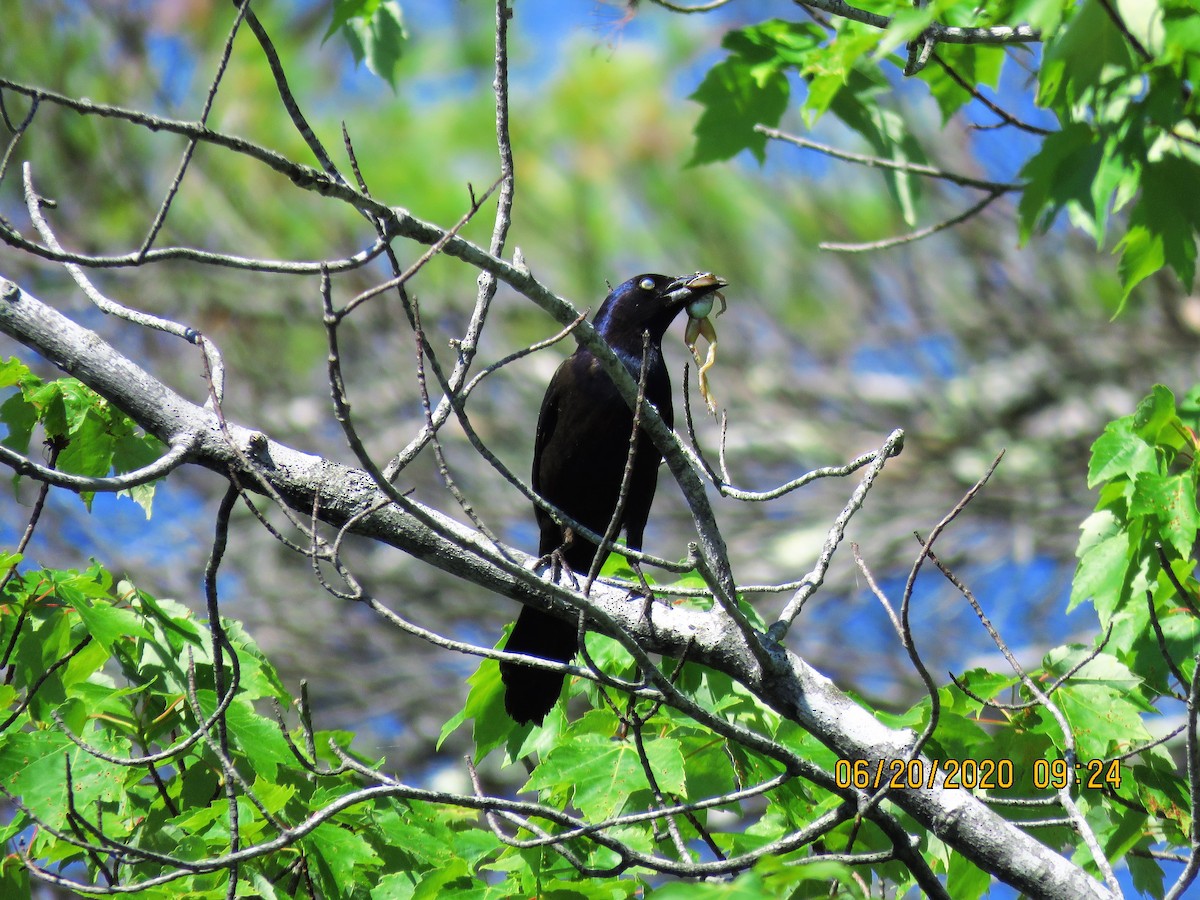 Common Grackle - ML244565361