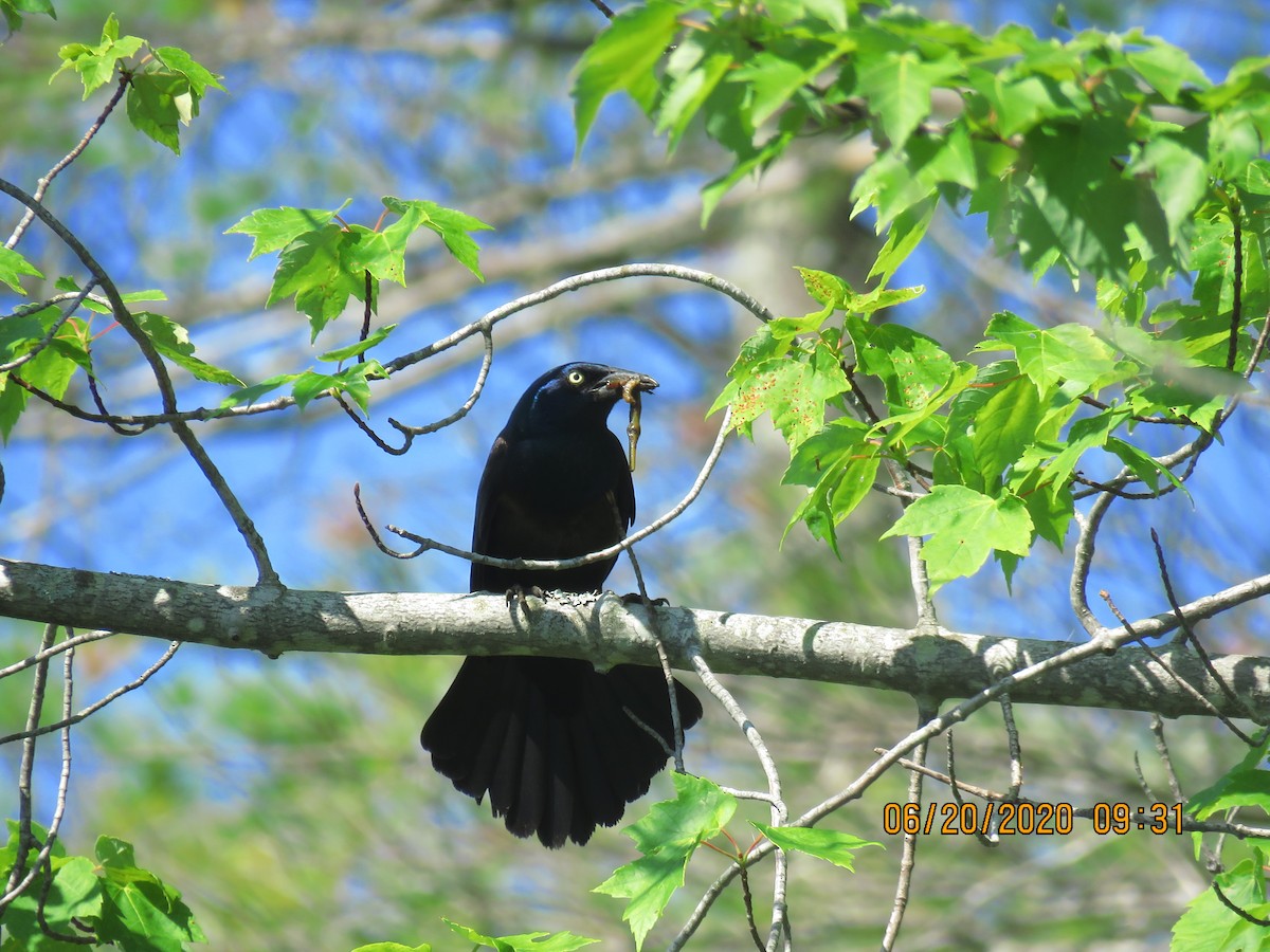 Common Grackle - ML244565381