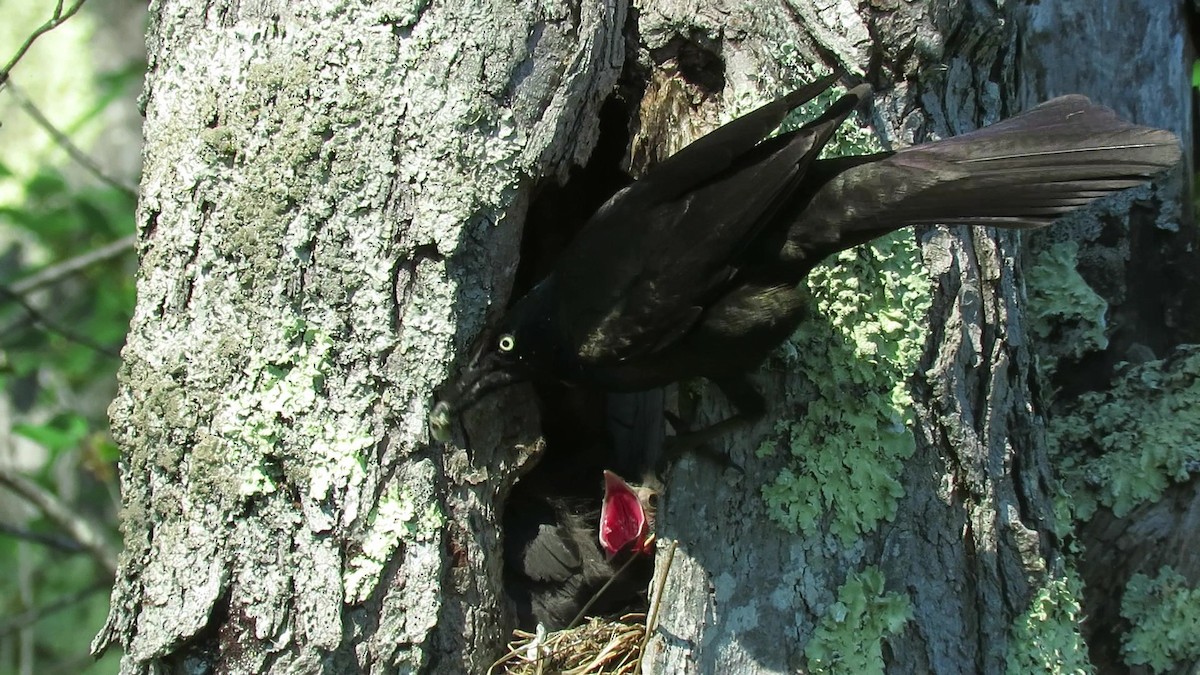 Common Grackle - ML244565451