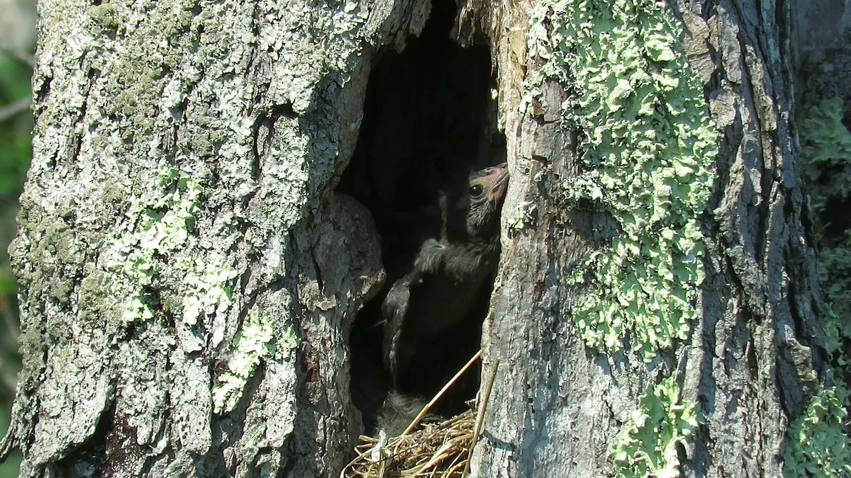 Common Grackle - ML244565461