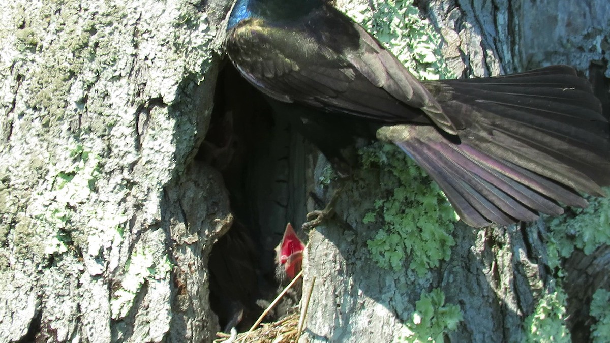 Common Grackle - ML244565471