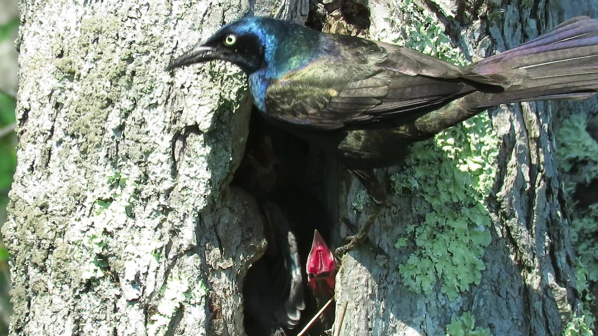 Common Grackle - ML244565481