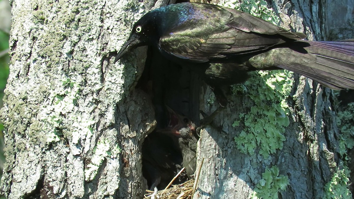 Common Grackle - ML244565491