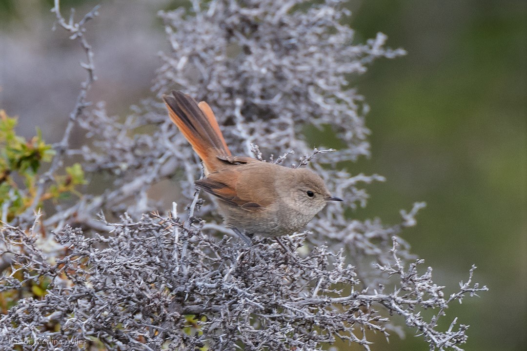 Sharp-billed Canastero - Juan Pastor Medina Avilés