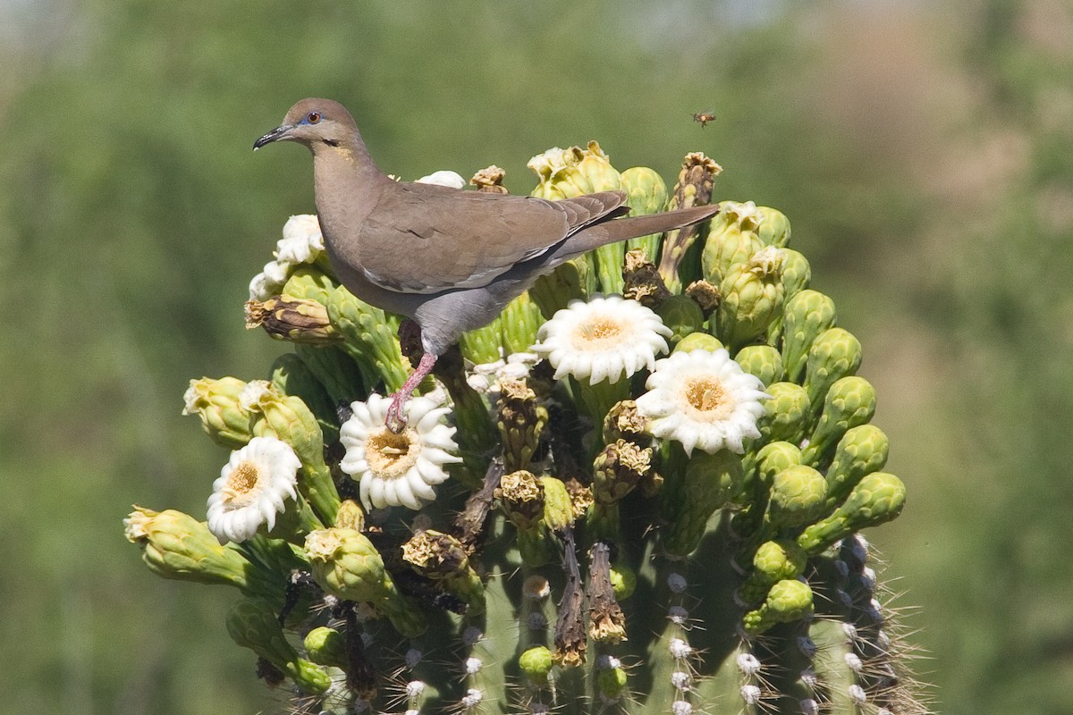 White-winged Dove - Eric VanderWerf