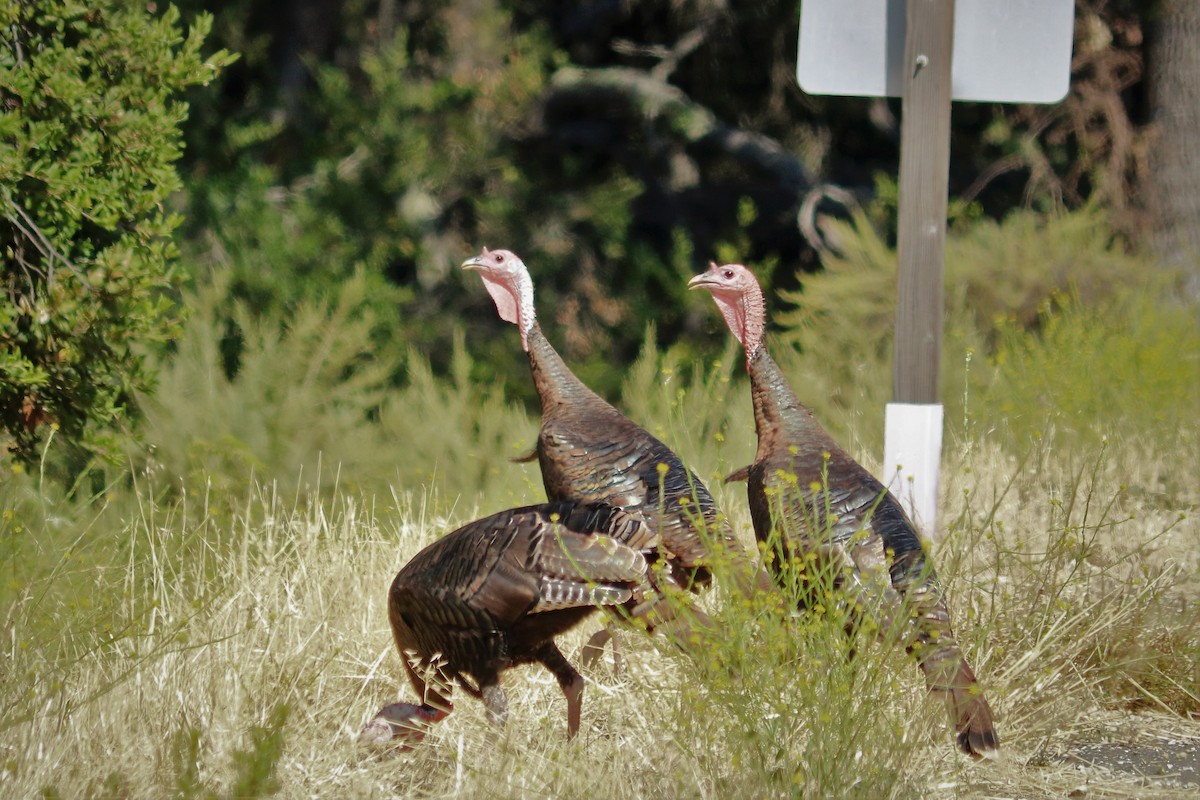 Wild Turkey - ML244569641