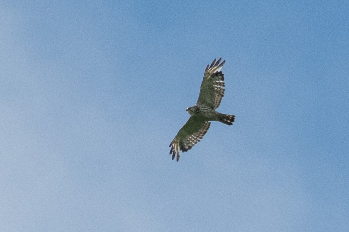 Broad-winged Hawk - ML244570211