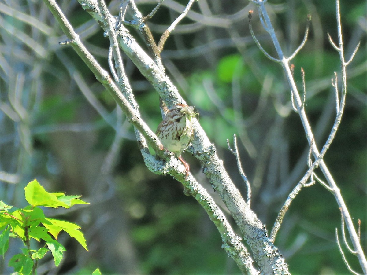 Song Sparrow - ML244570641