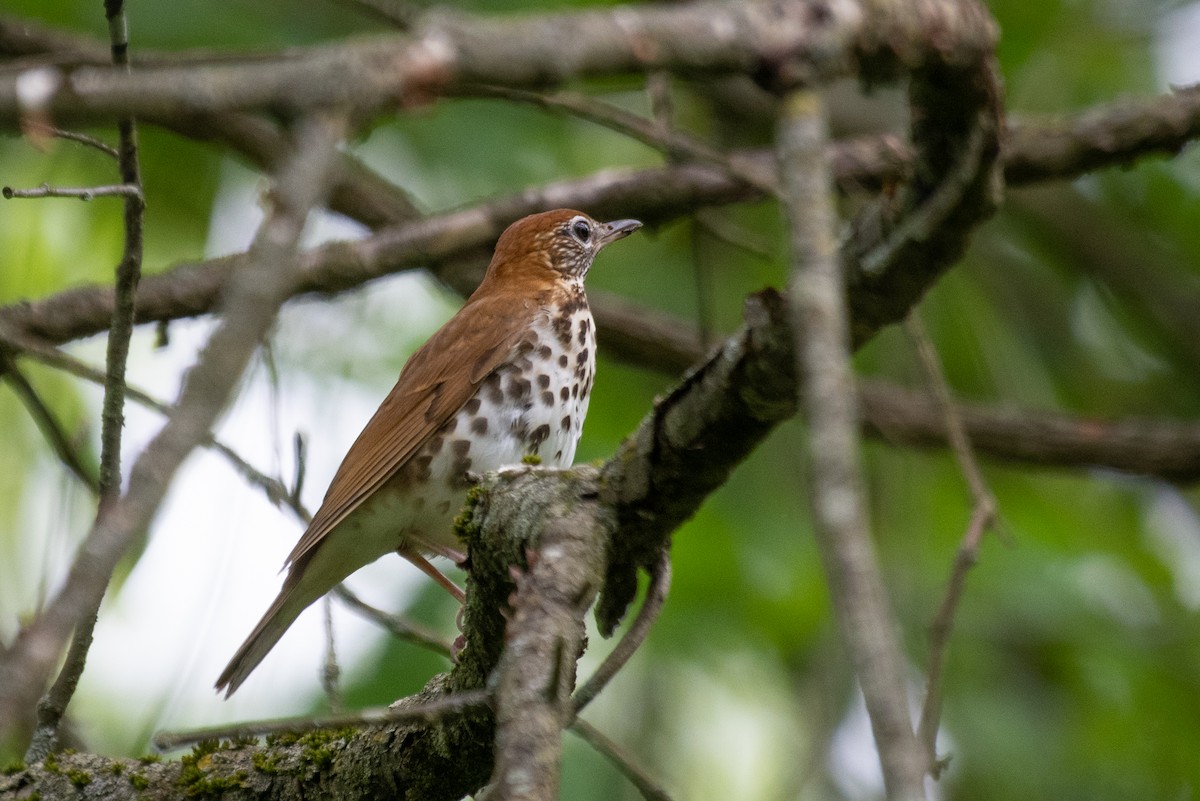 Wood Thrush - ML244570721