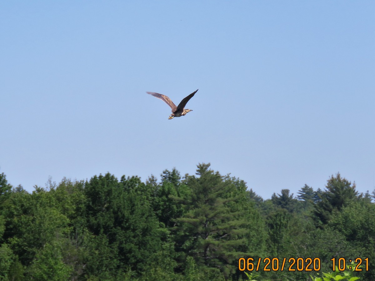 American Bittern - ML244570731