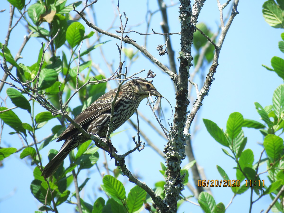 Red-winged Blackbird - ML244570871