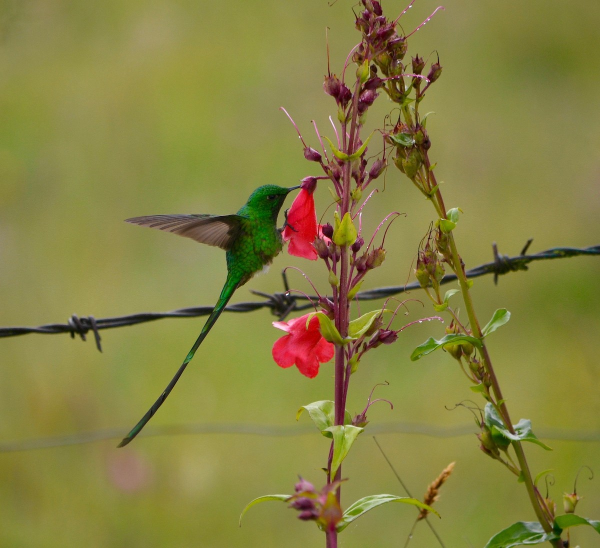 Green-tailed Trainbearer - ML244570921