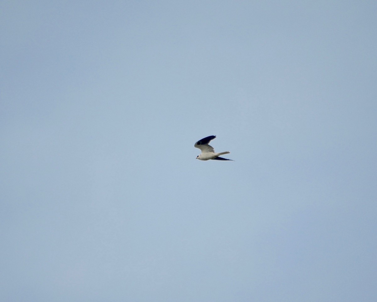 White-tailed Kite - ML244571011