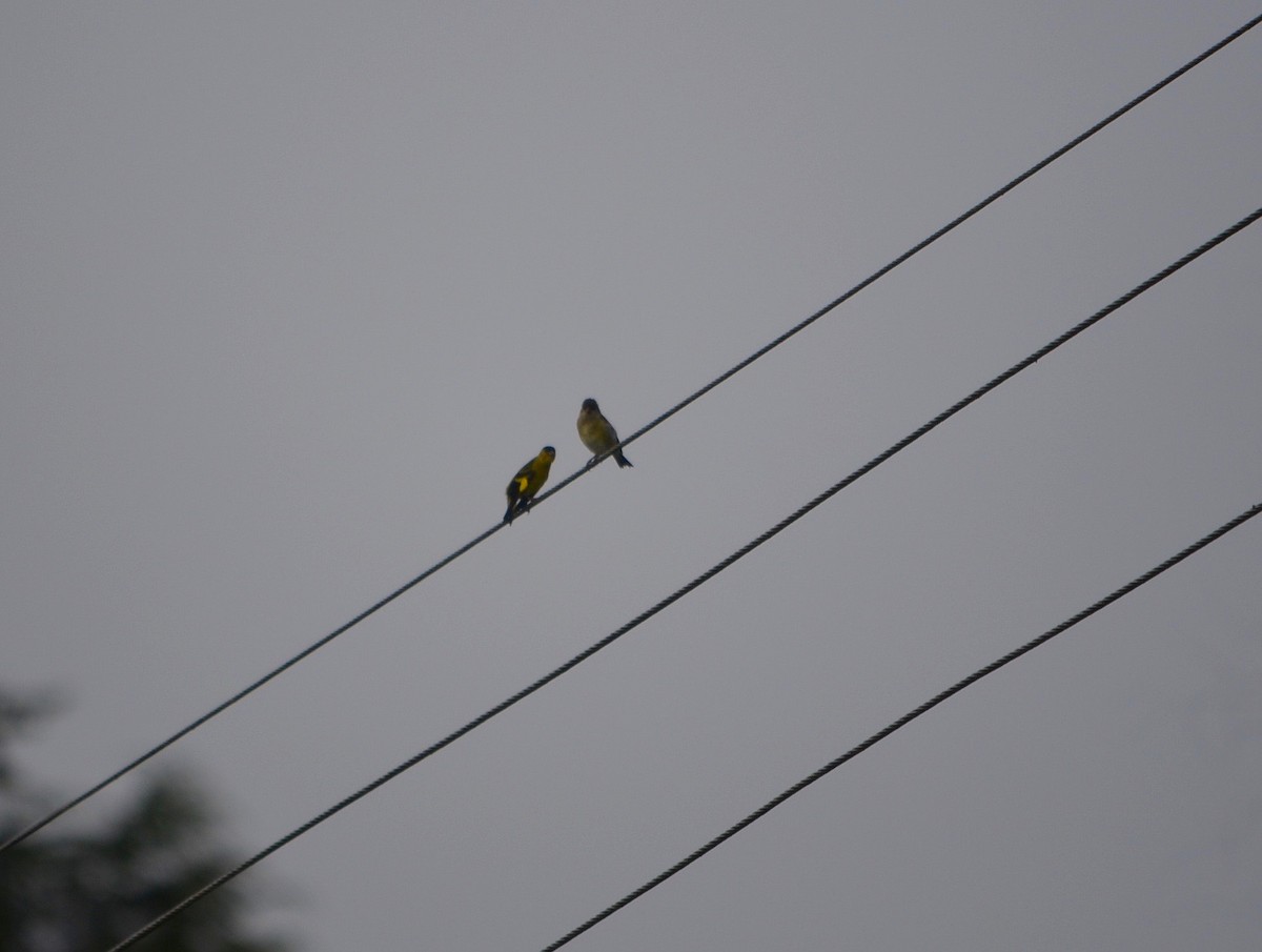Andean Siskin - ML244571091