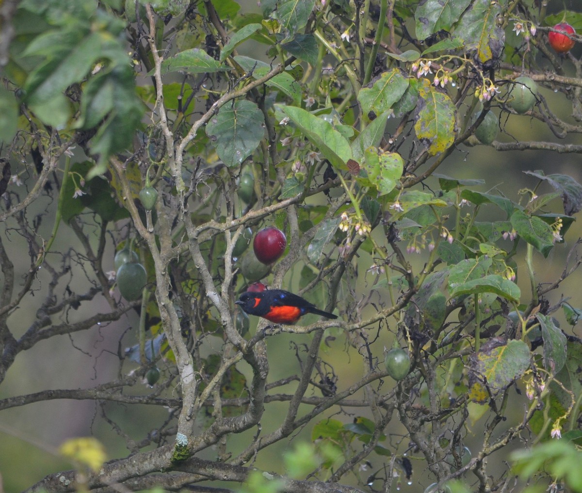 Scarlet-bellied Mountain Tanager - ML244571191