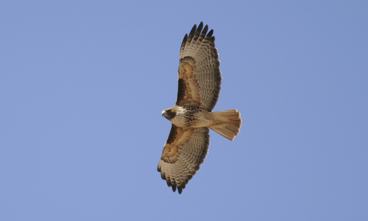 Red-tailed Hawk (calurus/alascensis) - ML244571231