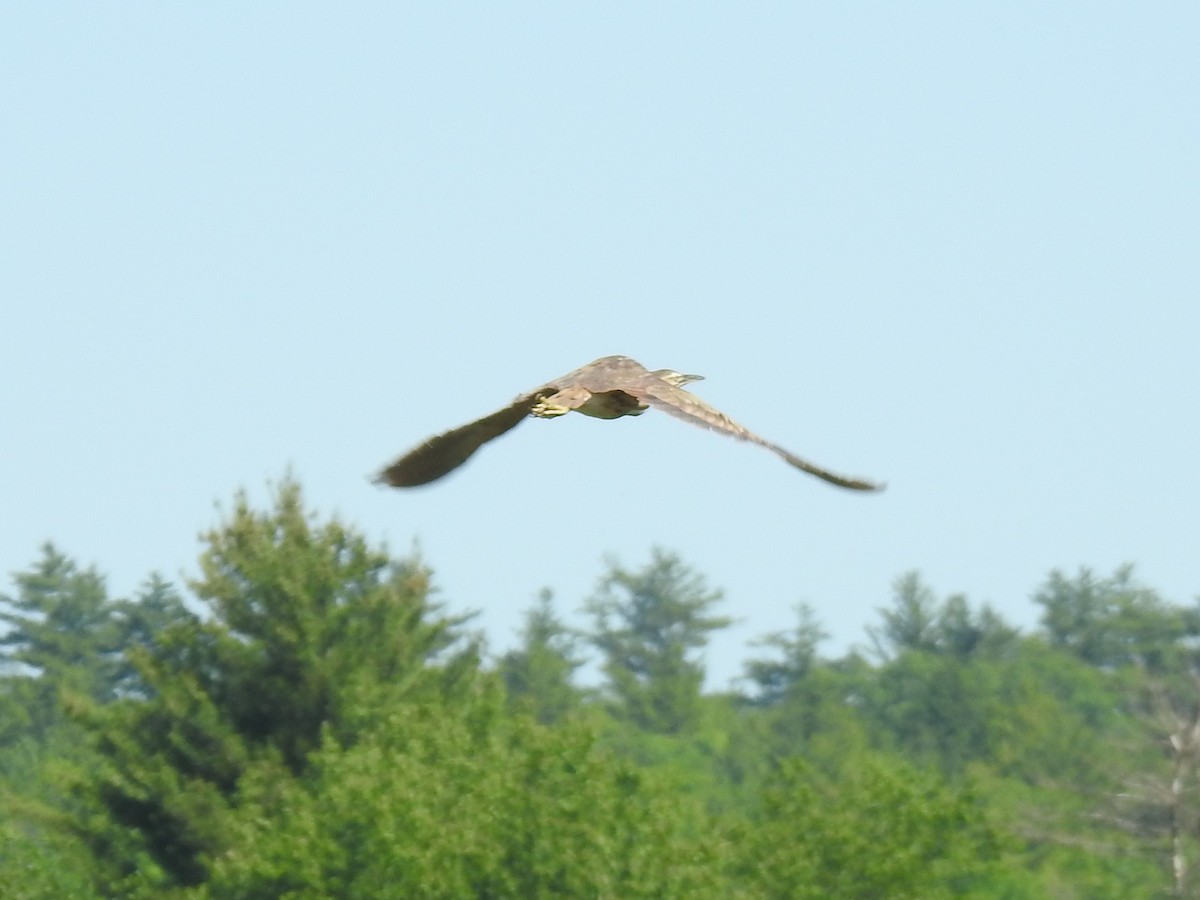 American Bittern - ML244571491