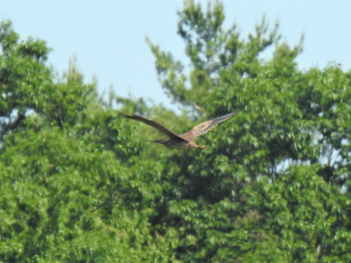 American Bittern - ML244571541