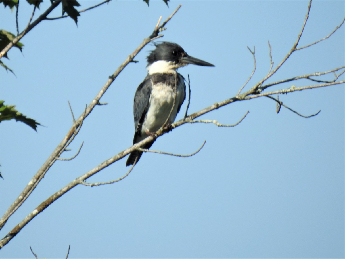 Belted Kingfisher - ML244571601