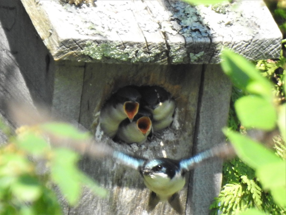 Tree Swallow - ML244571721