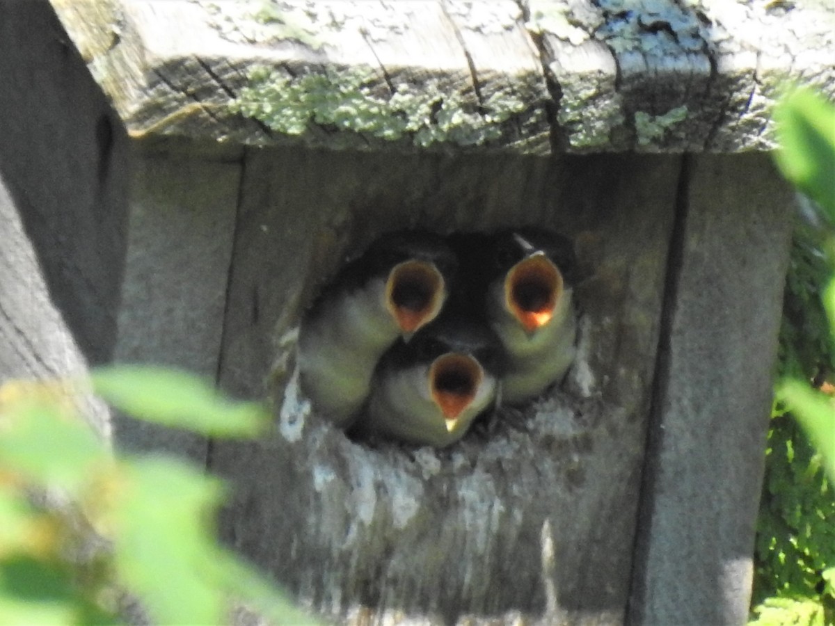 Tree Swallow - ML244571741