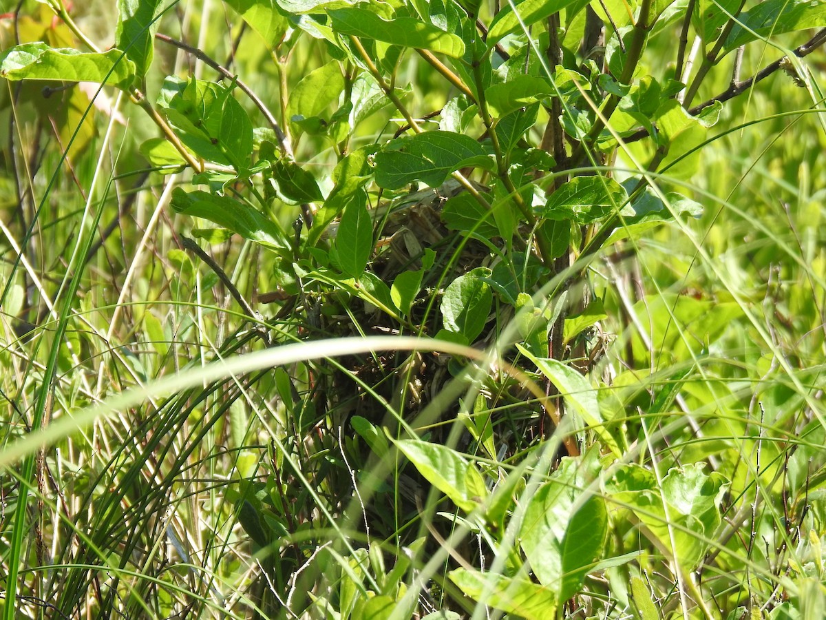 Marsh Wren - ML244571831