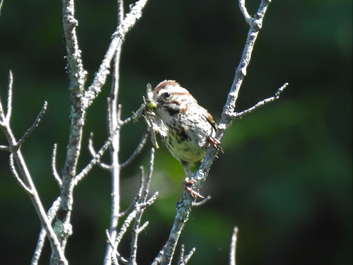 Song Sparrow - ML244571891