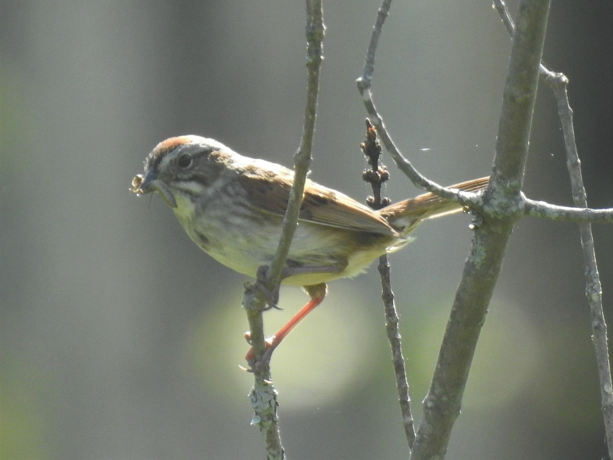 Swamp Sparrow - ML244571931