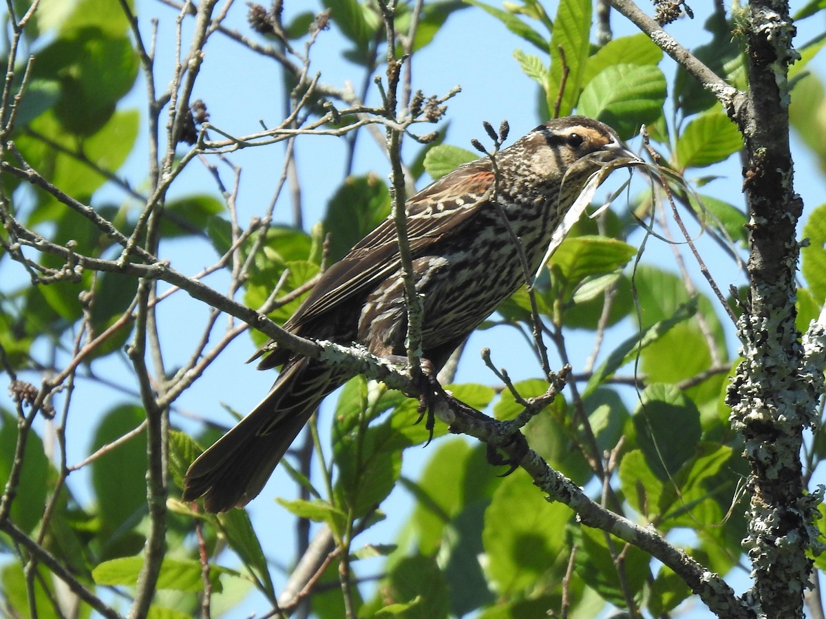 Red-winged Blackbird - ML244572071