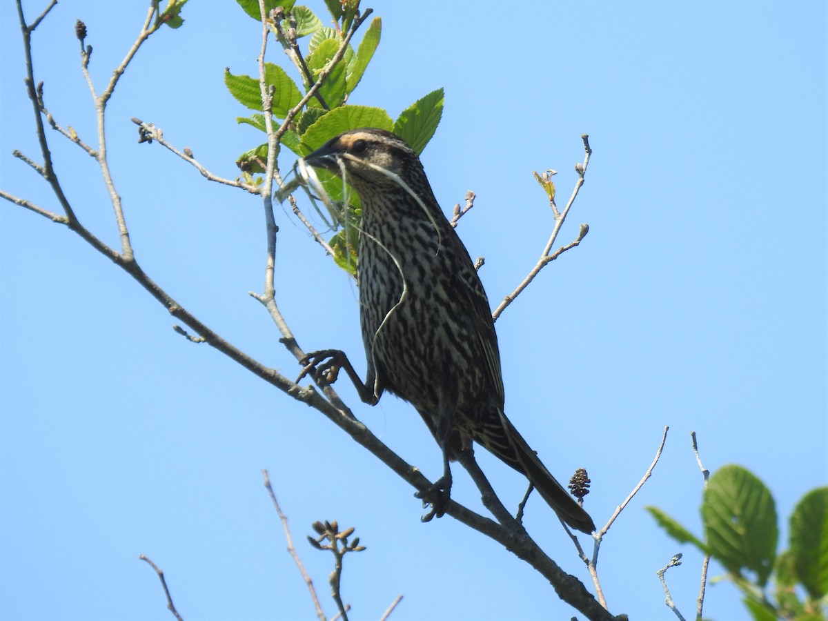 Red-winged Blackbird - ML244572101