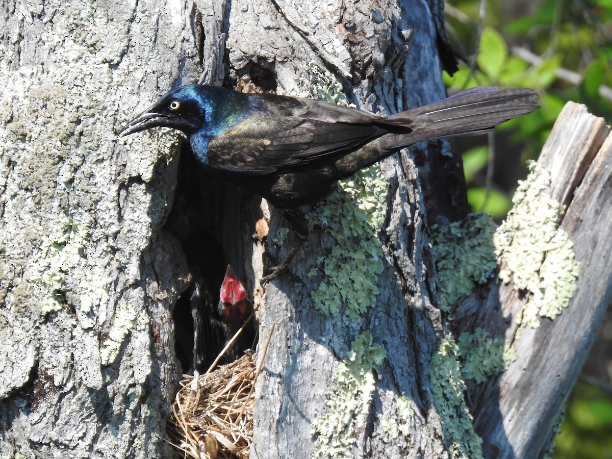 Common Grackle - ML244572141