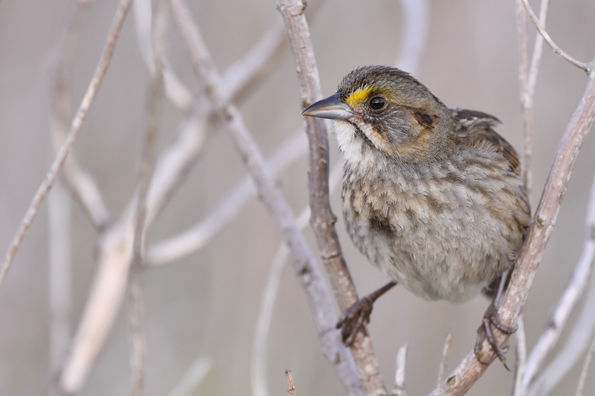 Seaside Sparrow (Atlantic) - ML244573761