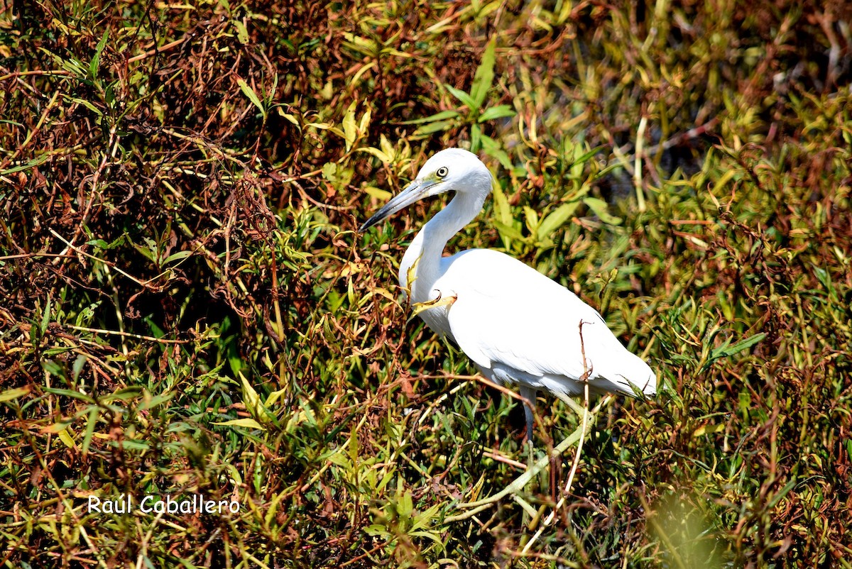 Little Blue Heron - ML24457511