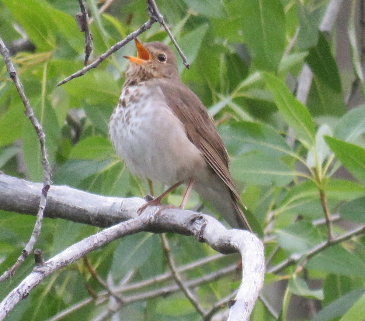 Hermit Thrush - ML244575661