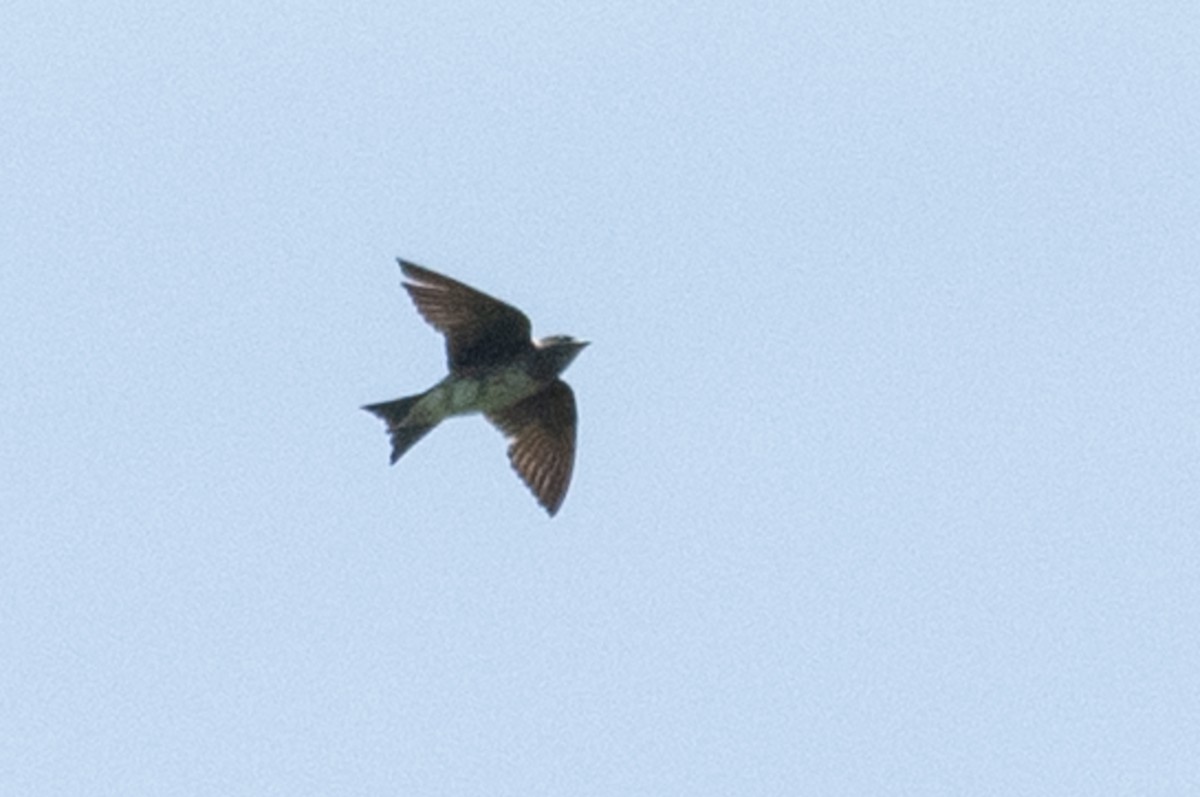 Golondrina Purpúrea - ML244576101