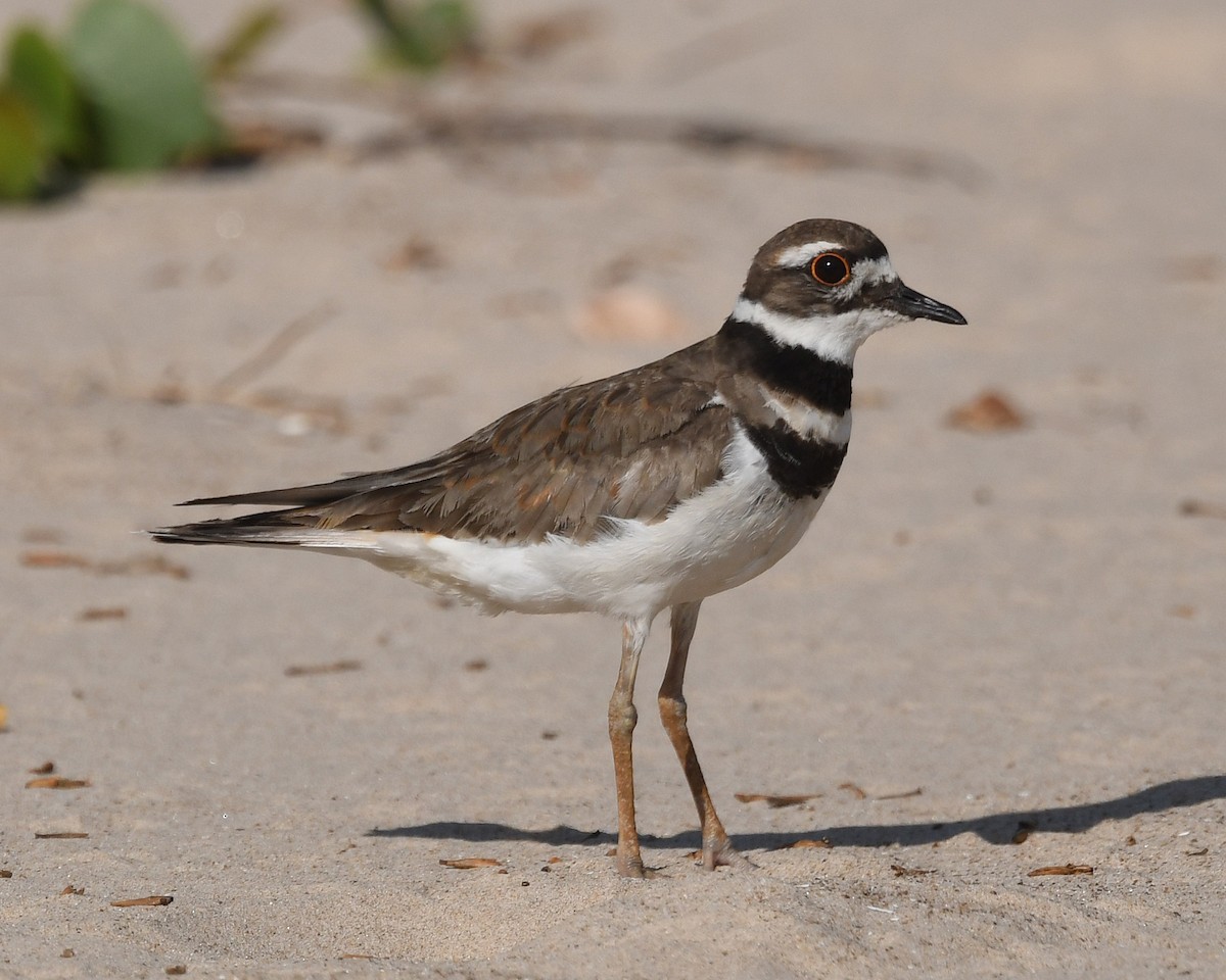 Killdeer - ML244578551