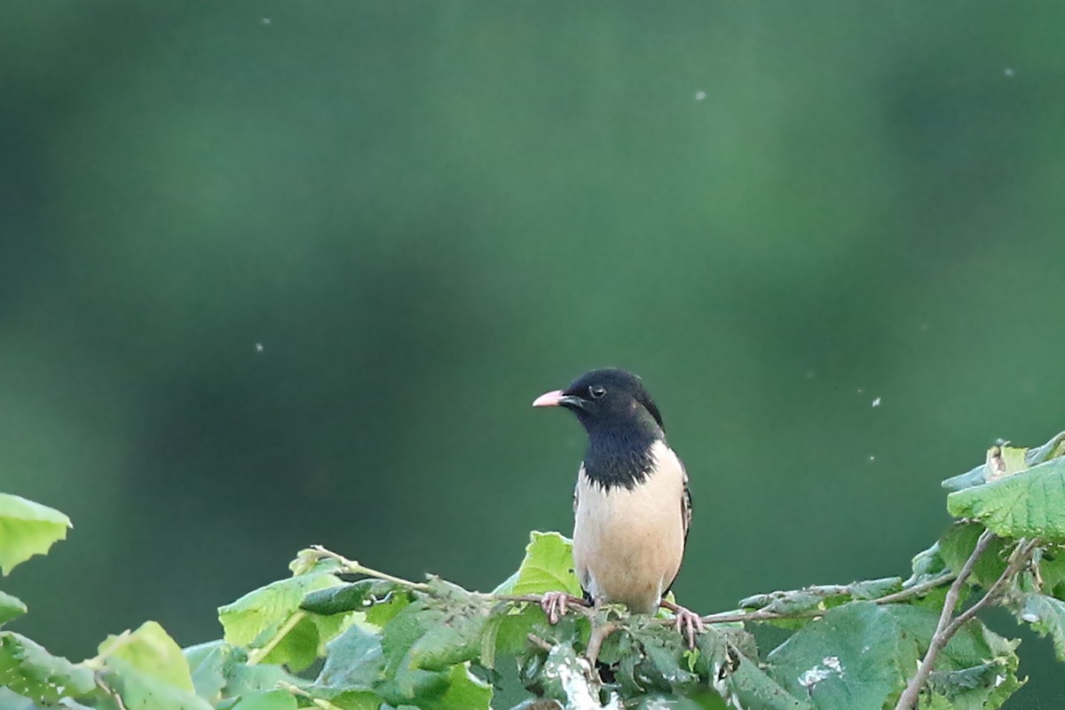 Rosy Starling - Volker Hesse