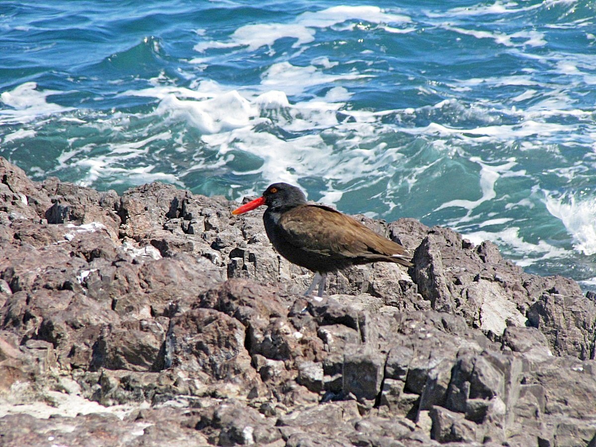 Blackish Oystercatcher - Carlos Agulian