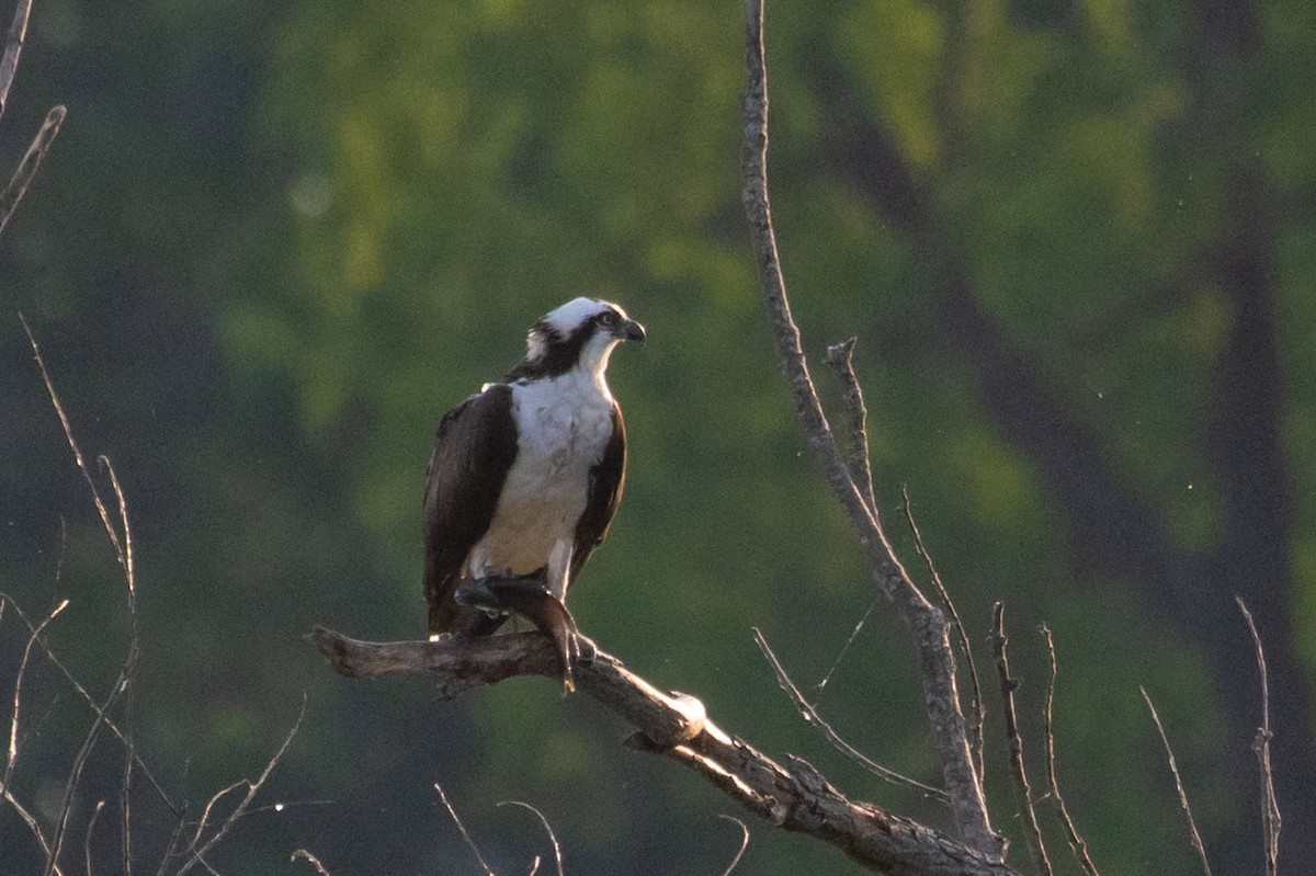 Osprey - ML244587741