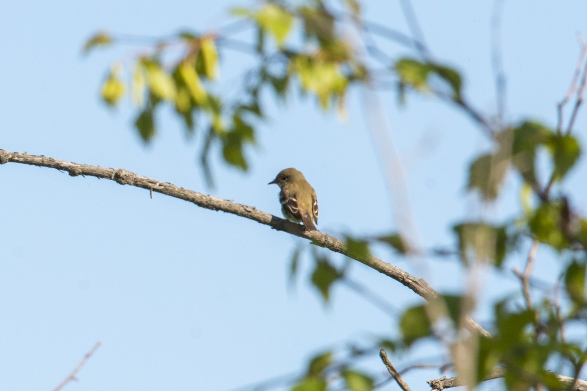 new world flycatcher sp. - ML244588461