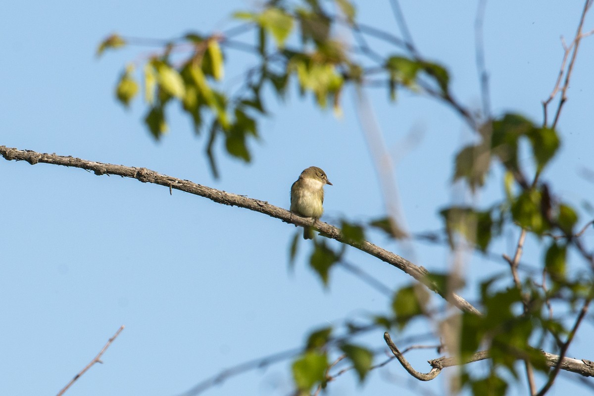 new world flycatcher sp. - ML244588491